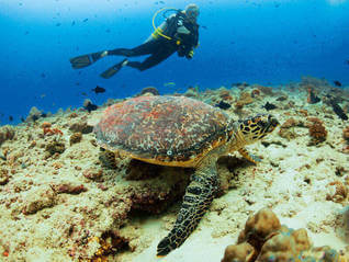 Velaa Private Island - Schildkröte - Tortuga- Velaa